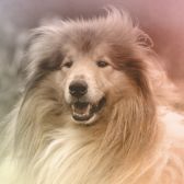 Hundesalon „Willkommen Hund“