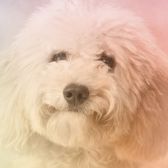 Hundesalon „Willkommen Hund“