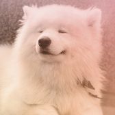 Hundesalon „Willkommen Hund“